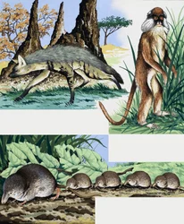 Montage von Wildtieren