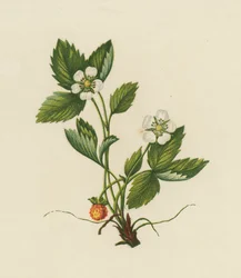 Wald-Erdbeere, Fragaria Vesca