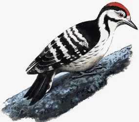 Specht (Flaumspecht)