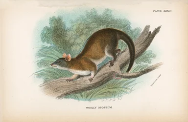 Wolliger Opossum