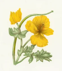 Gelber Hornmohn, Glaucium Luteum