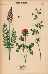 Gelber Klee, roter Klee und Esparsette, aus "The Instructive Picturebook, or Lessons from the Vegetable World," [Charlotte Mary Yonge], Edinburgh