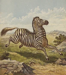 Zebra
