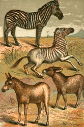 Zebra, Wildesel, Quagga und Hausesel