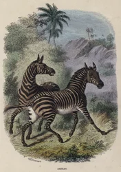Zebras (farbiger Stich)