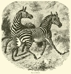 Zebras