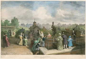 Zoologische Gärten, Regent