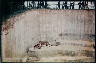 Whipsnade Zoo, Whipsnade, Central Bedfordshire, Central Bedfordshire, UK
