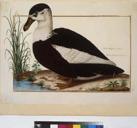 Ganzseitig: Tierstudie, um 1650-75