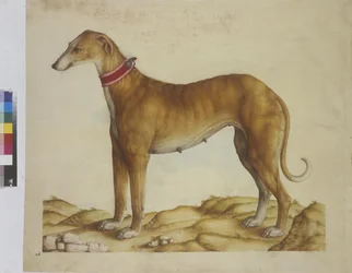 Vollseite: Miniatur: Hund, um 1562-1580