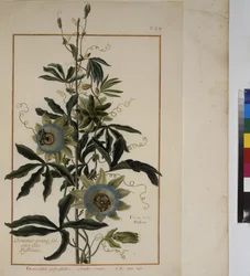 Ganzseitig: Pflanzenstudie, ca. 1650-75