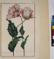 Vollseite: Pflanzenstudie, um 1650-75