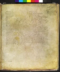 Ganzseitig: Text für gelbe Hornmohn