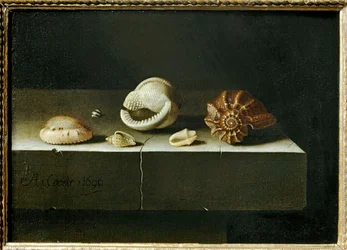 Sechs Muscheln auf einem Stein