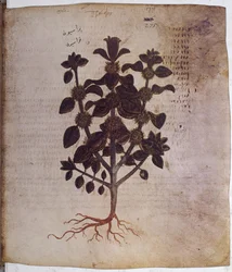 Marrubium vulgare
