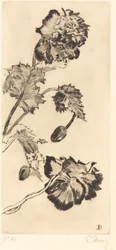 Blumen (Fleurs)