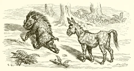 Der Eber und der Esel