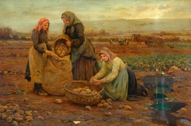 Die Kartoffelernter