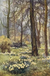 Die Wildnis im Frühling