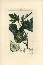Botanische Tafel: Feigenbaumzweig mit Feigen