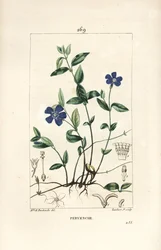 Kleine Immergrün - Kleines Immergrün, Vinca minor, mit Blüte, Blatt, Stängel, Wurzel und Samen. Handkolorierte Punktkupferstich von Lambert Junior nach einer Zeichnung von Ernestine Panckoucke aus Chaumeton, Poiret und Chamberet