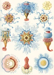 Beispiele von Siphonophorae aus 
