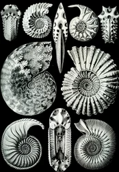 Illustration von Ammonitida aus "Kunstformen der Natur" 1904