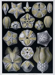 Blastoidea, Tafel aus Kunstformen der Natur