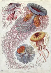 Quallen, aus „Kunstformen der Natur“