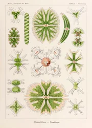 Tafel 24 Staurastrum Desmidiea aus 