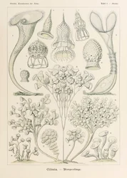 Tafel 3 Stentor Ciliata aus 