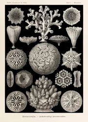Tafel 9, Maeandrina Hexacoralla, aus „Kunstformen der Natur“, illustriert von Ernst Haeckel (1834-1919)