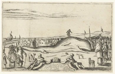 Gestrandeter Wal am Strand von Noordwijk, 1614