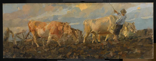 Ochsen beim Pflügen, 1911