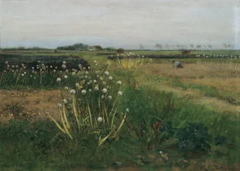 Blühendes Zwiebel-Feld
