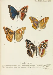 Die Schmetterlinge, 1777-1794