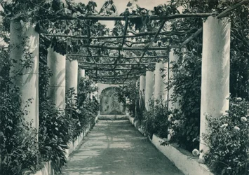 Pergola in einem Weinberg, Capri, Italien