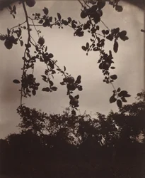 Apfelbaumzweig, 1922/1923
