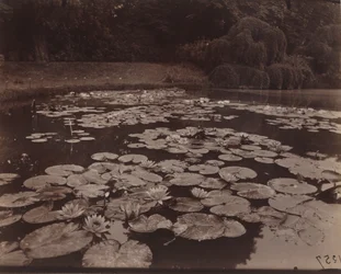 Nympheas (Bagatelle), 1925