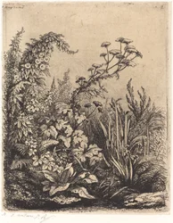 Kleine Wasserpetersilie mit Winde