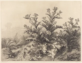 Große Distel, 1843
