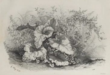 Pflanzenstudie aus Gruppe verschiedener Pflanzen, nach der Natur gezeichnet und lithografiert