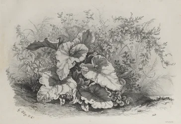 Pflanzenstudie aus einer Gruppe verschiedener Pflanzen, nach der Natur gezeichnet und lithographiert
