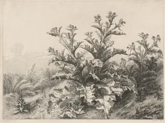 Die große Distel
