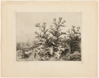 Die große Distel, Tafel drei aus Les quatres grandes plantes