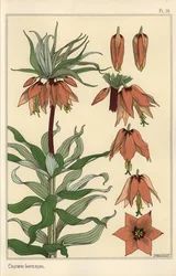 Botanische Illustration der Kaiserkrone, Fritillaria imperialis
