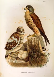 Illustration aus Eugenio Bettonis "Naturgeschichte der Vögel, die in der Lombardei nisten" darstellend Turmfalke (Falco tinnunculus)