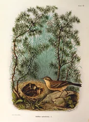 Illustration aus Eugenio Bettonis "Natural History of Birds that Nest in Lombardy" darstellend Wasserpieper Anthus spinoletta
