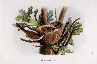 Darstellung der Dorngrasmücke (Curruca orphea) (Chromolithographie)
