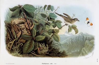 Darstellung des Zilpzalps (Phyllopneuste rufa) (Chromolithographie)